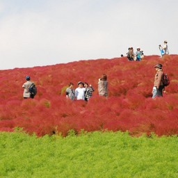 茨城県・ひたち海浜公園