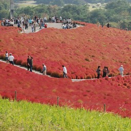 茨城県・ひたち海浜公園