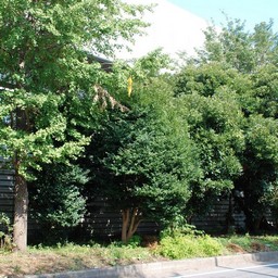 川口市安行