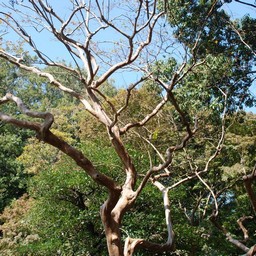 東京都・六義園