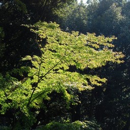 東京都・六義園