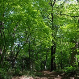 川口市安行・興禅院