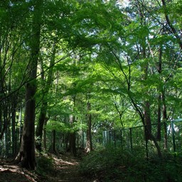 川口市安行・興禅院
