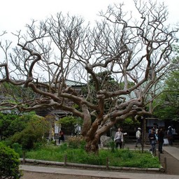 鎌倉市・極楽寺