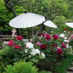 鎌倉市・長谷寺
