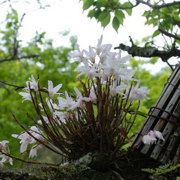 鎌倉市・円覚寺