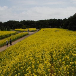 茨城県・ひたち海浜公園