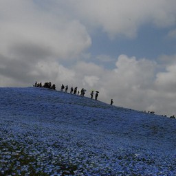 茨城県・ひたち海浜公園