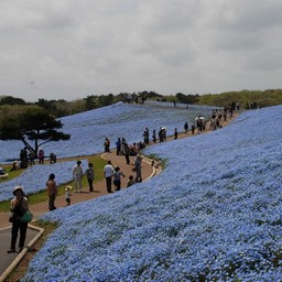 茨城県・ひたち海浜公園