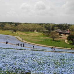 茨城県・ひたち海浜公園