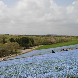 茨城県・ひたち海浜公園