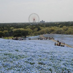 茨城県・ひたち海浜公園