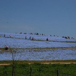 茨城県・ひたち海浜公園
