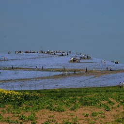 茨城県・ひたち海浜公園