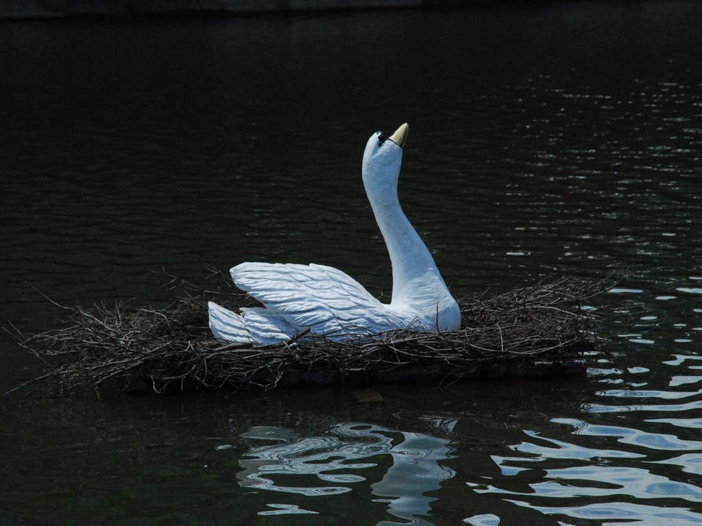 ʌzJsEs̋߂ - ii{j - ʐ^f - ݃{
