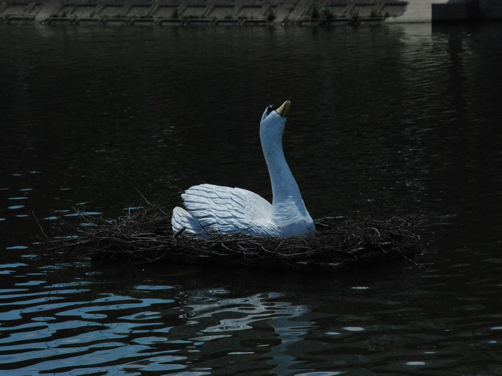 ʌzJsEs̋߂ - ii{j - ʐ^f - ݃{