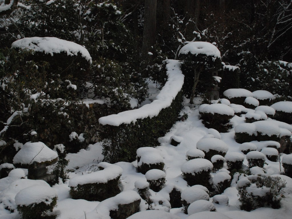 s{ss匴EO@ - ii{j - ʐ^f - ݃{