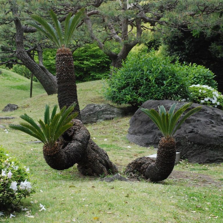 s`Eŗ{뉀 - ii{j - ʐ^f - ݃{