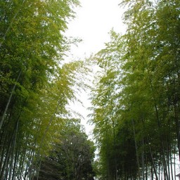 越谷市・花田苑