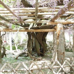 春日部市・藤花園