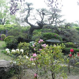 春日部市・藤花園