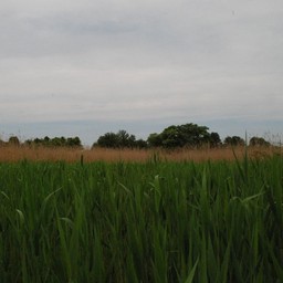 館林市・茂林寺沼
