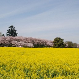 幸手市・幸手権現堂桜堤