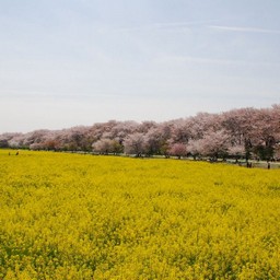 幸手市・幸手権現堂桜堤