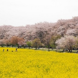 幸手市・幸手権現堂桜堤
