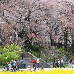 幸手市・幸手権現堂桜堤