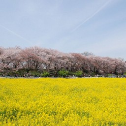 幸手市・幸手権現堂桜堤
