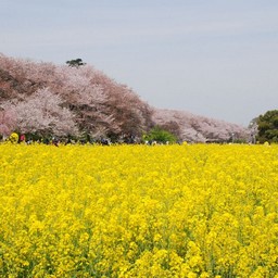 幸手市・幸手権現堂桜堤