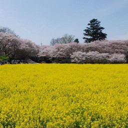 幸手市・幸手権現堂桜堤