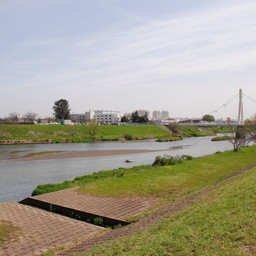 幸手市・幸手権現堂桜堤