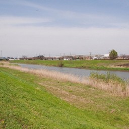 幸手市・幸手権現堂桜堤