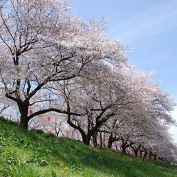 幸手市・幸手権現堂桜堤
