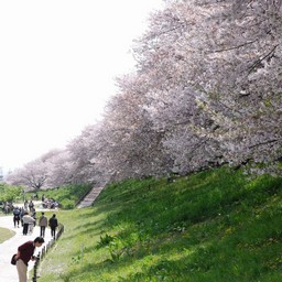 幸手市・幸手権現堂桜堤