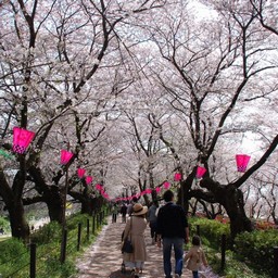 幸手市・幸手権現堂桜堤