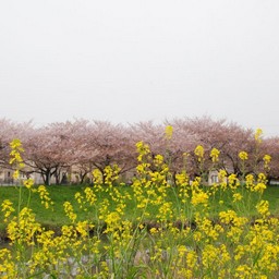 草加市・綾瀬川沿い
