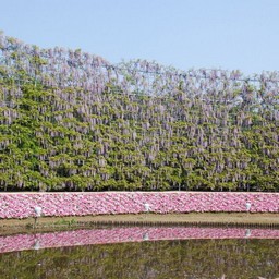 足利市・足利フラワーパーク