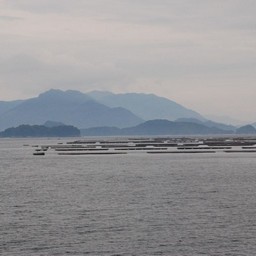 広島市・牡蠣棚