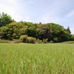 館林市・茂林寺沼