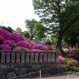 東京都台東区・根津神社