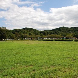 日高市・巾着田