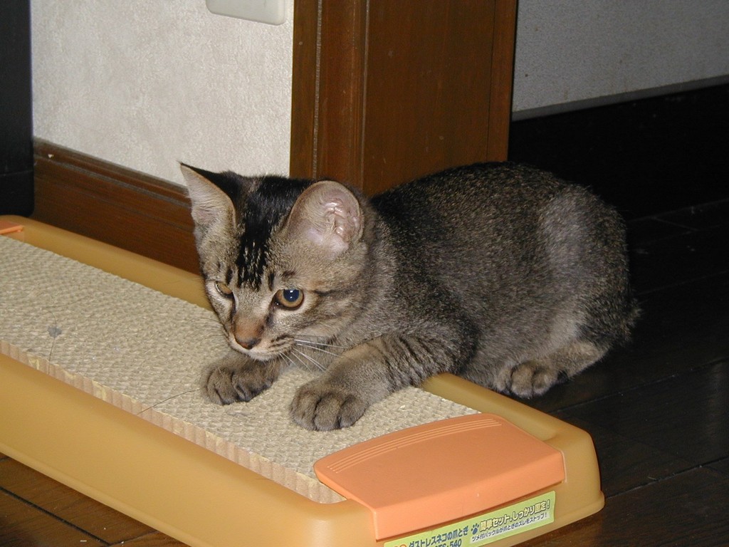 ʌzJsELEPCS -  - ʐ^f - ݃{