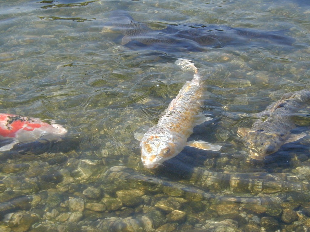 ʌzJsEԓcE -  - ʐ^f - ݃{
