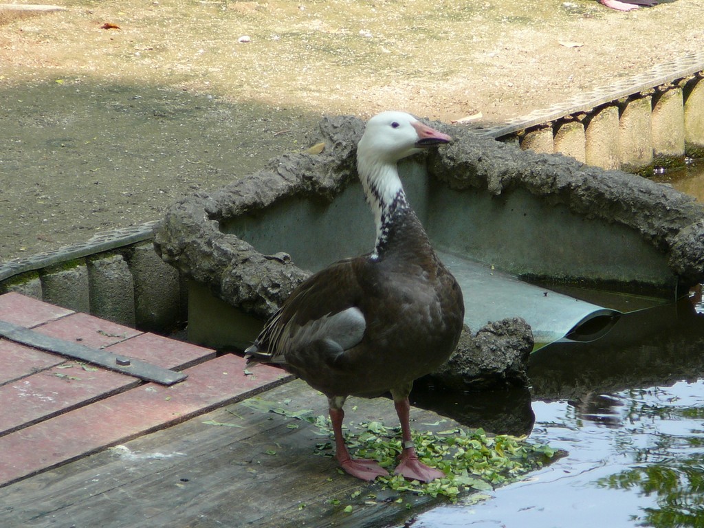 ʌ܎sEEnCCK -  - ʐ^f - ݃{