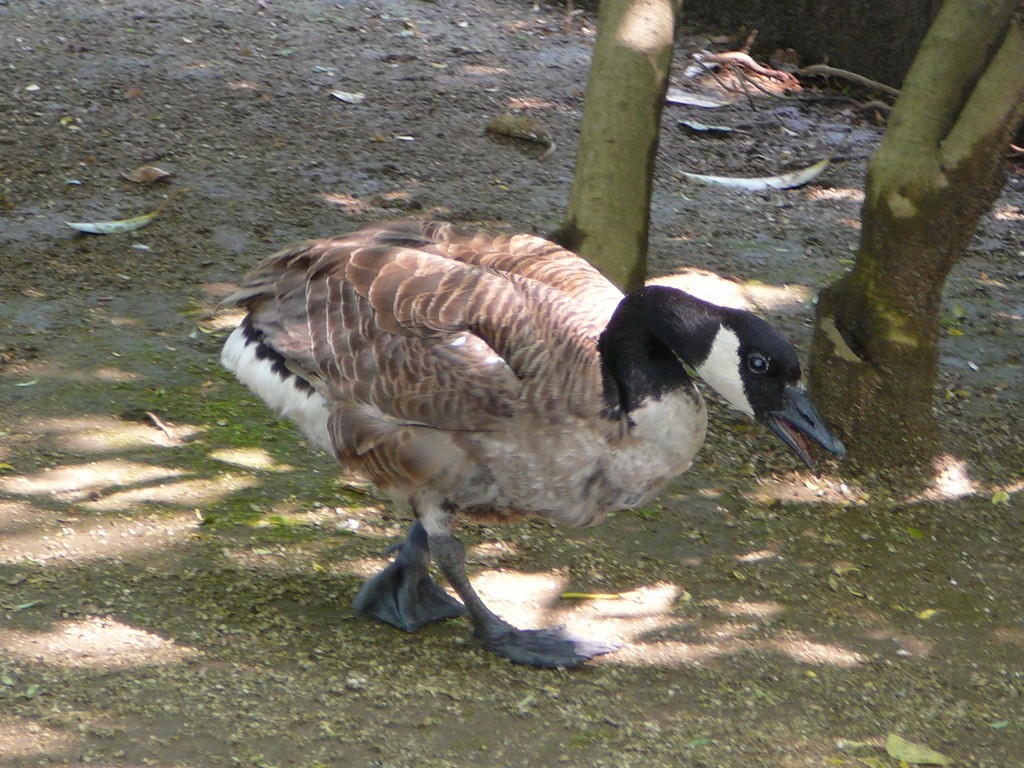 ʌ܎sEEJi_K -  - ʐ^f - ݃{