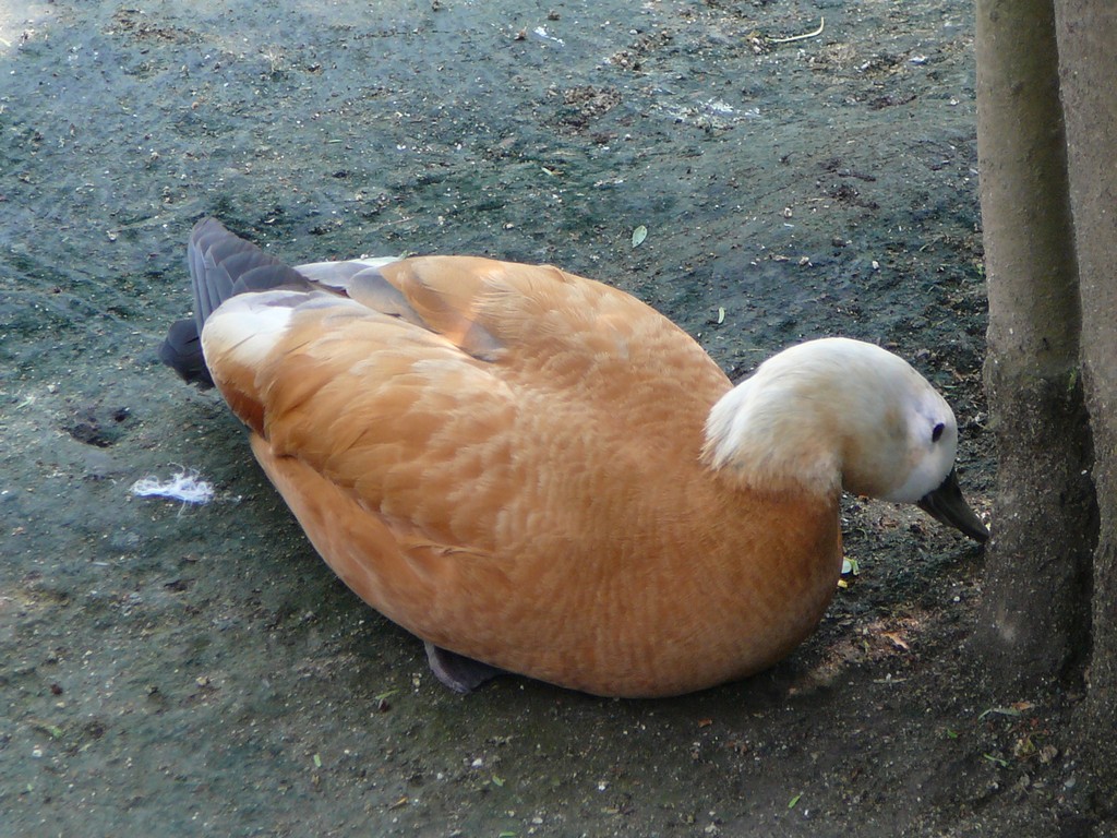 ʌ܎sEEAJcNVK -  - ʐ^f - ݃{
