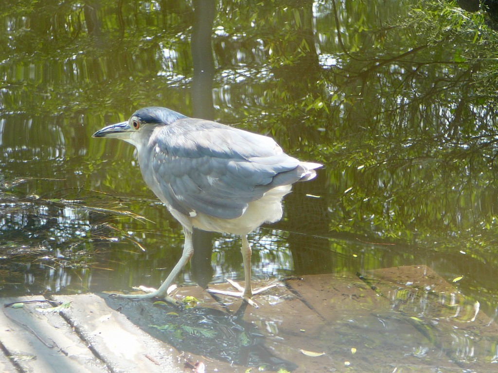 ʌ܎sEESCTM -  - ʐ^f - ݃{